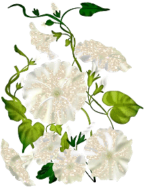 Adorno floral