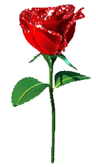 Rosa roja brillante