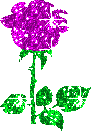 Violet rose