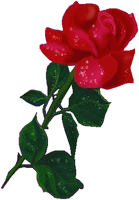 Una rosa para mi amor