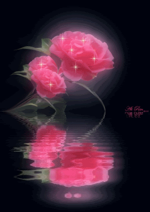 Rosa reflejada