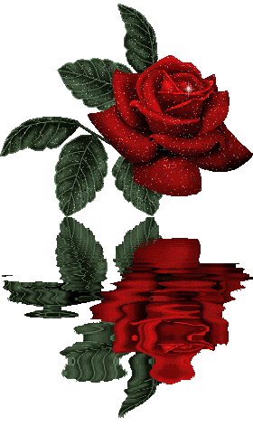 Reflejo de una rosa