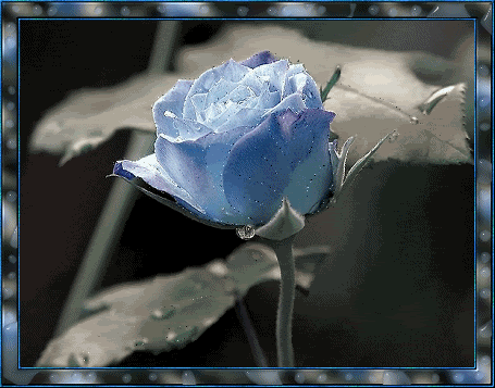 Rosa azul con brillo